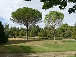Les pins parasols.