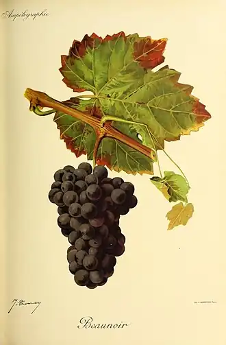 Beaunoir (cépage)