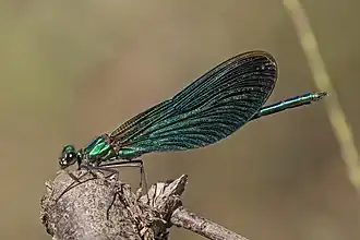 Mâle