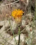 Bebbia juncea(Sottotribù Dyscritothamninae)