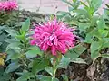 Monarda sp.