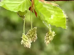 La floraison intervient alors que la feuillaison est encore en train de se déployer.
