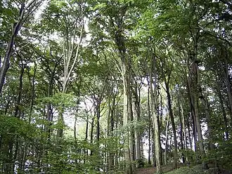 Hêtre (Fagus sylvatica, Fagales, Fagaceae)
