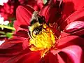 Proxi-photographie d'un bourdon dans une fleur rouge. Prise avec un Canon Powershot A430.