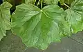 Une feuille d'un spécimen cultivé