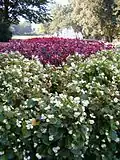 Massif de bégonias semperflorens