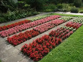 Bégonias « annuels » (Begonia ×semperflorens-cultorum)