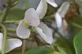 Fleurs femelles