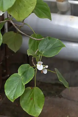 B. ampla