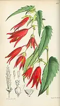 Planche botanique de 1867