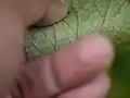 Revers d'une feuille