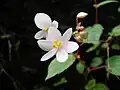 Fleurs femelle (devant) et mâle (derrière)