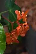 Détail d'inflorescence mâle