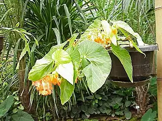 Variété orange