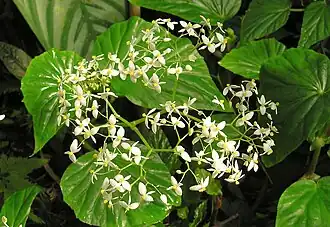 Begonia capensis