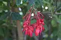 Inflorescence mâle de Begonia foliosa var. miniata