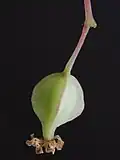 Fruit