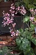 Inflorescence d'un spécimen cultivé