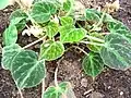 Begonia imperialis var. brunea
