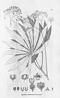 Planche botanique de 1861