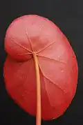 Revers d'une feuille