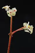 Inflorescence