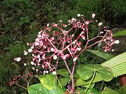 Inflorescence