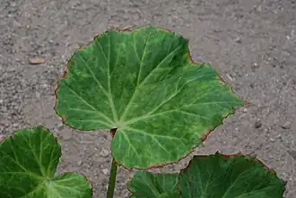 Une feuille