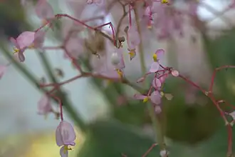 Fleurs femelles (à gauche) et mâles (à droite)