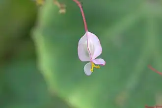 Fleur femelle