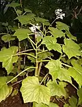 Vue d'ensemble, plante cultivée