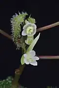 Fleurs mâle (en haut) et femelle (en bas), vue de face