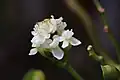 Inflorescence