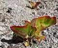 Plantule (variété à feuillage coloré)