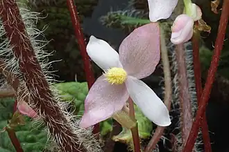 Fleur mâle
