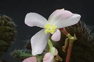Fleur femelle, face