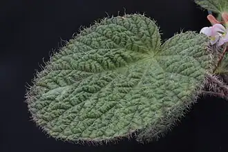Face d'une feuille