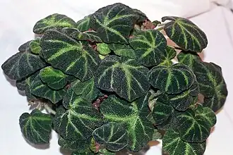 Plante en pot