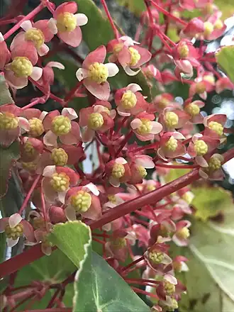 Description de l'image Begonia tropaeolifolia 95460302.jpg.