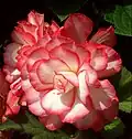 Begonia ×tuberhybridaPin up rose