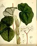 Planche botanique de 1899