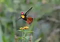 ♂