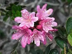 Bejaria imthurnii.