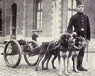 Mâtins belges tirant une mitrailleuse.