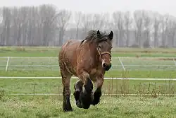 Cheval marron et noir courant, vu de face.