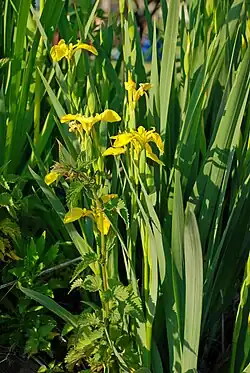Iris jaunes.