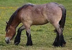 Un cheval marron, noir et blanc la tête basse dans un pré.