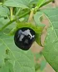 Fruit de belladone.