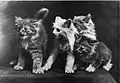 Chatons apeurés