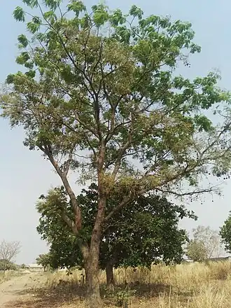 Swinrou